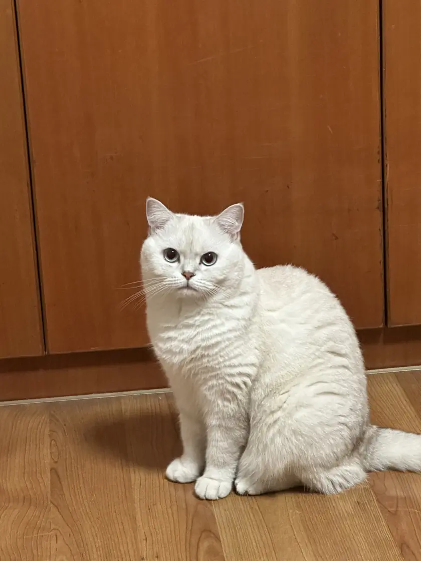 yinJuan